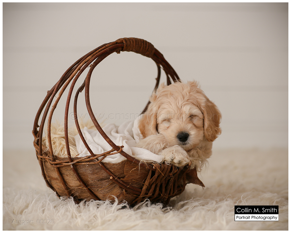 © Collin M. Smith Portrait Photography www.cmsmithportraits.com/blog